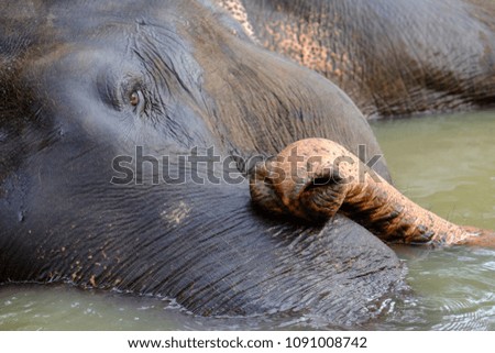 The elephant bathes after a hot day. Sri Lanka National Park