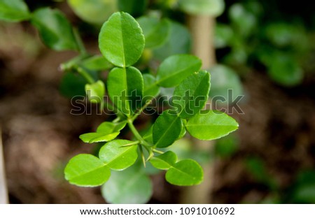 leech lime leaves