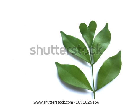 Green leaves on over white background, with glare light, with space for text.