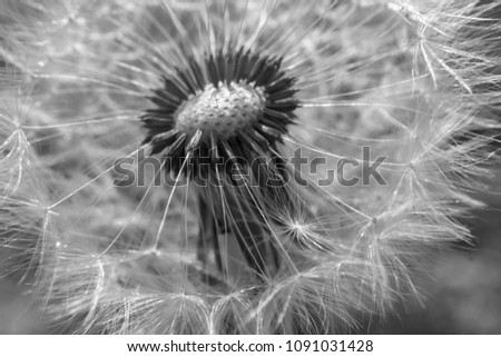 Close up dandelion flower in blue bright turquoise. Background horizontal view.