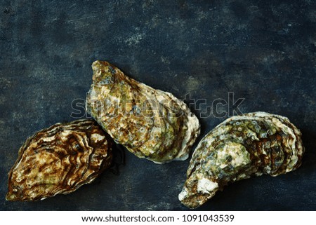 Mediterranean oysters on a dark background with ice and lemon slices. Sea delicacy.