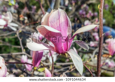 
Beautiful flower of magnolia soulangeana. Russia, Sochi.