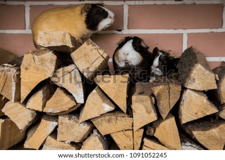 Firewood and guinea pig. Little guinea pig on stacked woodpile.