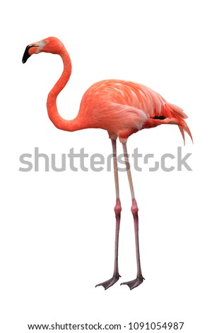Flamingo wing pink and black color isolated on white background, This has clipping path.