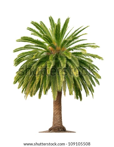Green beautiful palm tree isolated on white background Royalty-Free Stock Photo #109105508