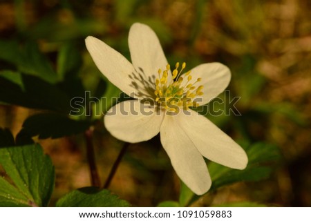 Wind flower pure white snowdrop beauty of spring forest