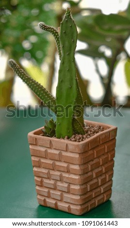 Cactus Grown as ornamental plants Beautiful