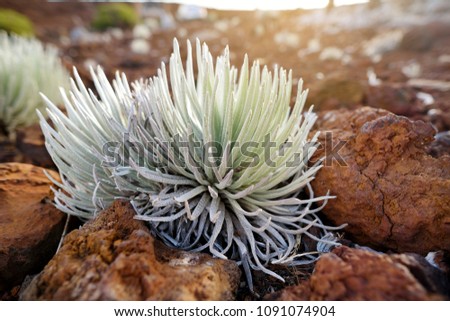Haleakala silversword, highly endangered flowering plant endemic to the island of Maui, Hawaii. Argyroxiphium sandwicense subsp. sandwicense or Ahinahina in Hawaiian language.