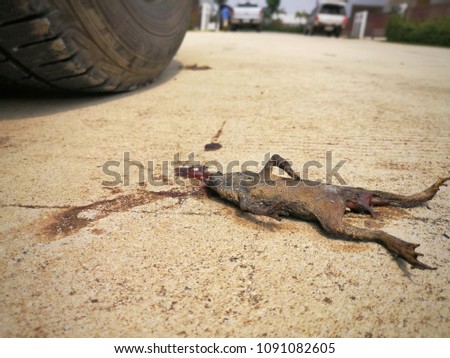 frog die on street 