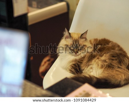 Cat sleeping on the chair