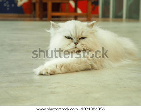 White cat sleeping on the floor