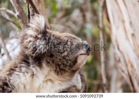 Kangaroo Island Australia - Koala lying in a tree