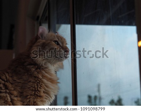 Cat looking something at window
