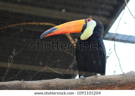 Toucan Bird Nature 