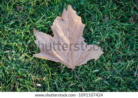 Autumn Leaf on Ground