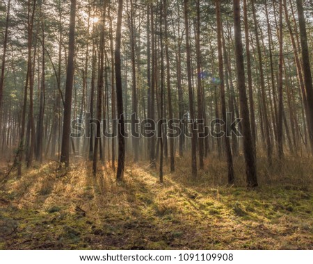 pine forest with backlight