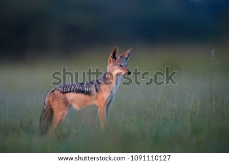 Black Backed Jackal, Canis Mesomelas, wildlife photo of african canid lit by colorful evening light against blurred dark savanna. Nxai Pan national park. African wildlife photography in Botswana.