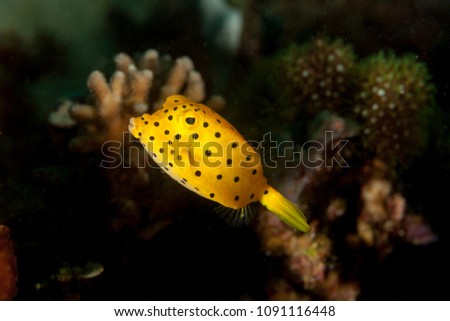 Juvenile Yellow boxfish, Ostracion cubicus