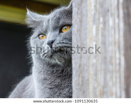 Gray Scottish Straight Cat Close-up