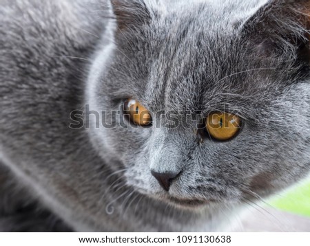 Gray Scottish Straight Cat Close-up