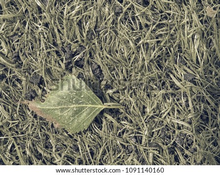Fallen dry leaf in the grass. Dotted leaves  by tree pollen. Artificial green turf texture in detail view.