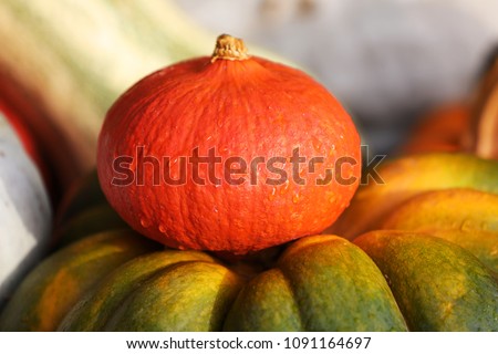 Harvest Pumpkins Picture 