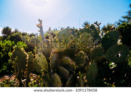 Spiky Cactus plant with flowers  in a sunny day