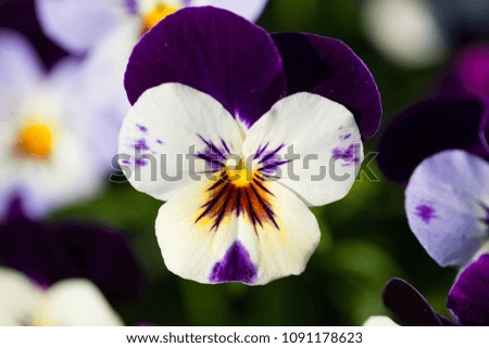 Horn violet, Viola cornuta, macro shot