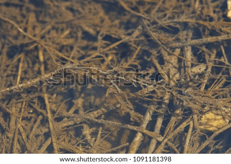 Dry field grass under running melt water, covered with ooze and slime.
