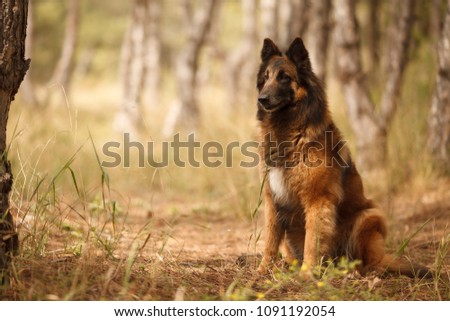 beautiful portrait of the dog of Belgian shepherd Tervuren for a walk Royalty-Free Stock Photo #1091192054