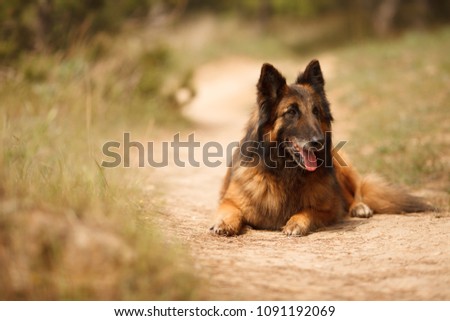 beautiful portrait of the dog of Belgian shepherd Tervuren for a walk