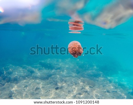 jellyfish in the sea, and coral
