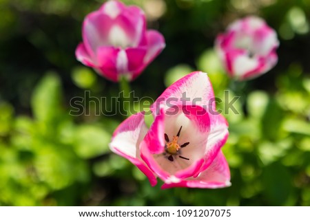 
Three pink white tulips in the garden with a blurred natural background.