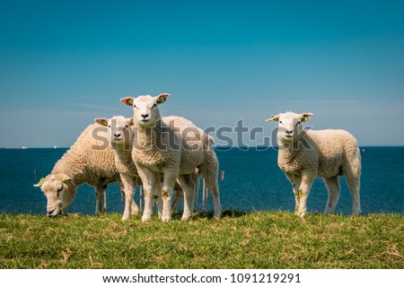 Lambs and Sheep on the dutch dike by the lake IJsselmeer,Spring views , Netherlands  Royalty-Free Stock Photo #1091219291