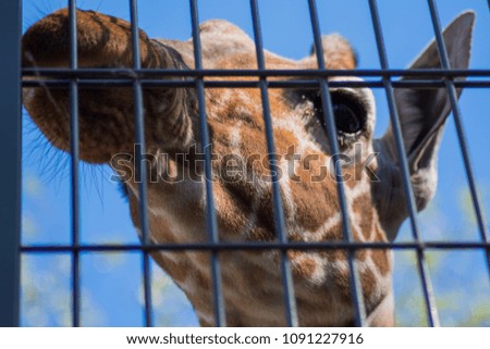 Giraffe Head Looking Funny Blue Sky Background Trees Fence Zoo Licking Tongue