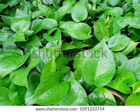 Top view Golden Pothos or Devil's ivy bush, Natural green wallpaper concept. Abstract leaves texture(Australian native monstera, centipede tongavine, hunter's robe, ivy arum, money plant, silver vine)