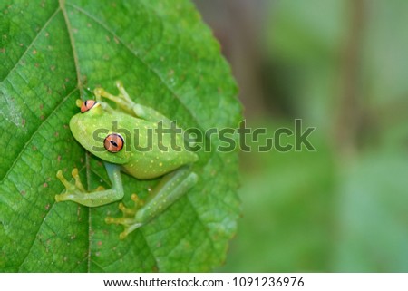 Glass frog on leaf