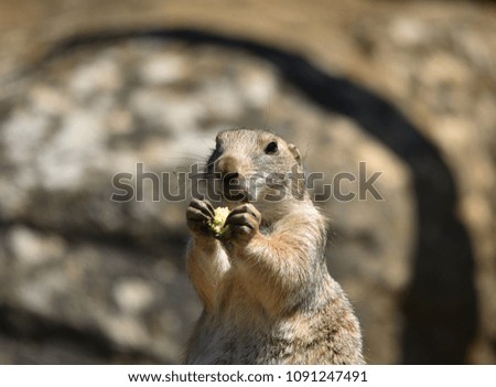 Prairie Dog or Ground Squirrel