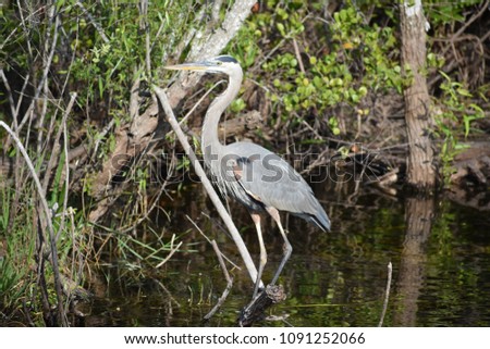 Heron perched over water