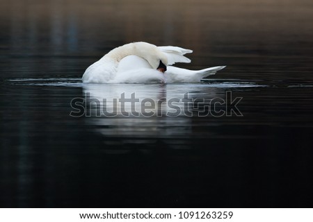 Beautiful swan on the water cleaning its feathers.  The image expresses peace and calm.