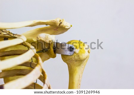 articulated humerus clavicle and scapula bones showing human left shoulder joint anatomy in white background Royalty-Free Stock Photo #1091269946