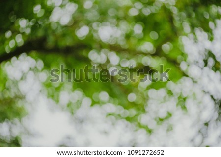 Abstract bokeh nature background and beautiful wallpaper.(high quality) 
Defocus of green leaf on tree.