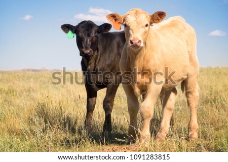 A cute palomino Charolais crossbred calf and a black Angus calf hanging out together in a summer pasture.  Royalty-Free Stock Photo #1091283815