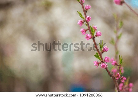 Beautiful spring floral background with branches of blossoming cherry, selective focus. Frame of pink sakura flowers in spring close-up macro on a turquoise background outdoors in nature.