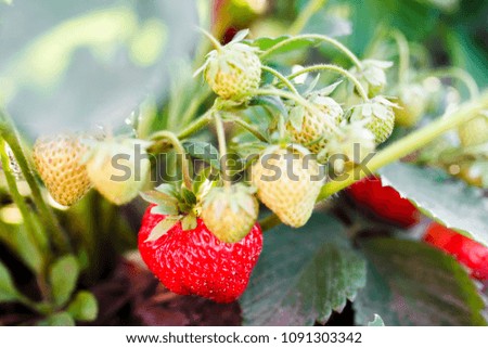 Strawberry grows and ripens in garden. Ripe large natural berries