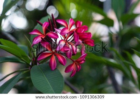 Focus on dark pink frangipani flowers on blurred background with bokeh