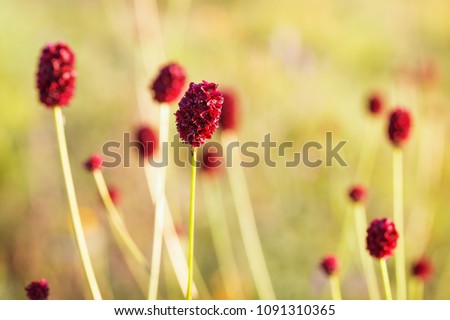 Forest grass names Great Burnet or Sanguisorba officinalis in nature with blurred background. Copy space. 
