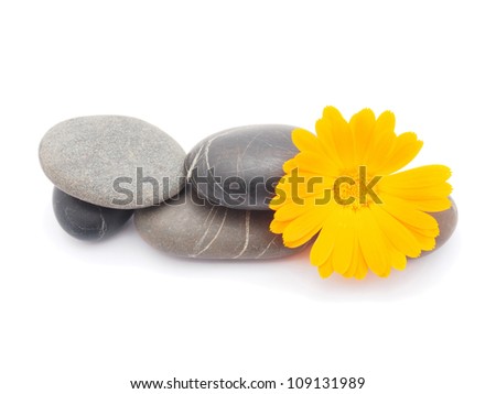 Calendula flower and pebbles on white background