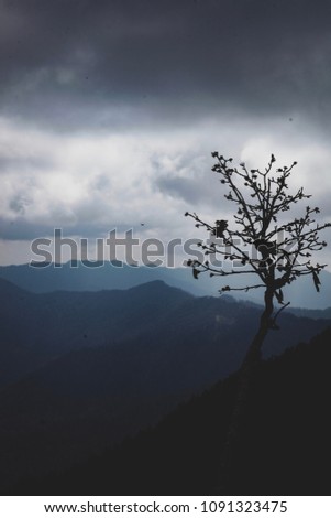 mountains and twigs 