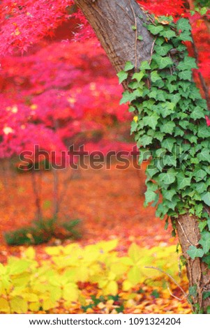 Soft focus of three different color leaves in the autumn in the same picture.